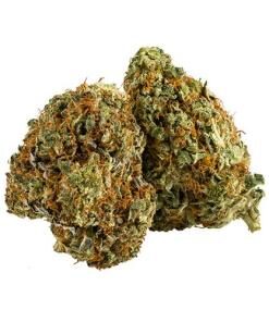 Jack Herer Strain