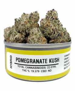 Space Monkey Pomegranate Kush Space Monkey Pomegranate Kush