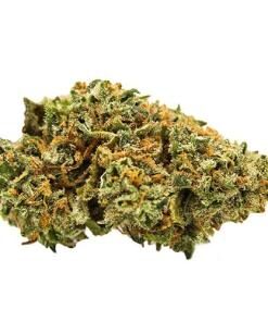 GrandDaddy Purple Strain