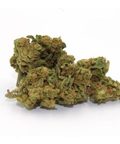 OG Kush Strian OG Kush Strian