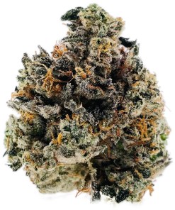 Ghost OG Strain Ghost OG Strain