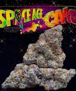 Jungle Boys Space age cake Jungle Boys Space age cake